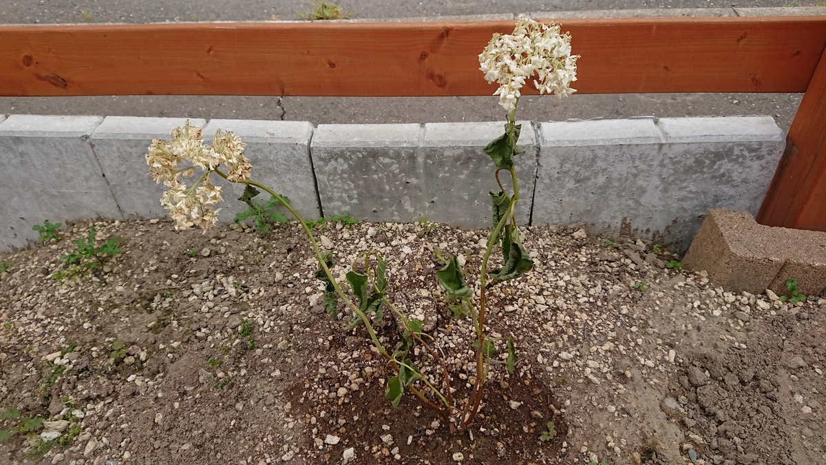 f:id:tomobts:20190710151723j:plain f:id:tomobts:20190710151723j:plain