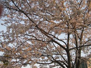 f:id:tomoe1818:20100330064532j:image f:id:tomoe1818:20100330064532j:image
