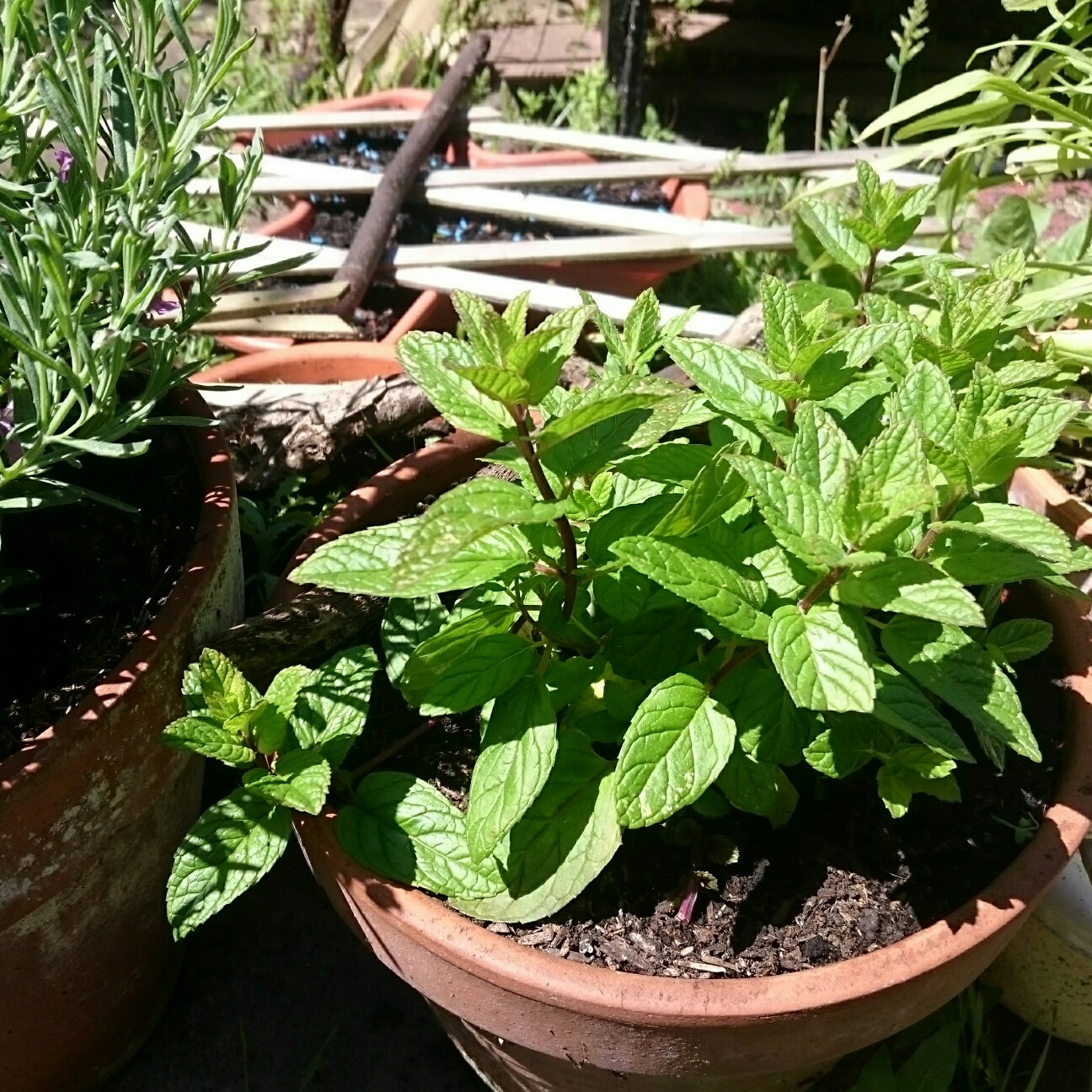 f:id:tomoeagle:20170604131412j:plain