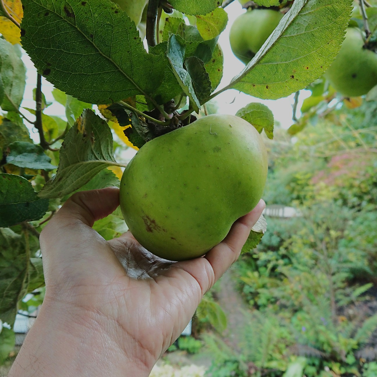 f:id:tomoeagle:20171004062600j:plain