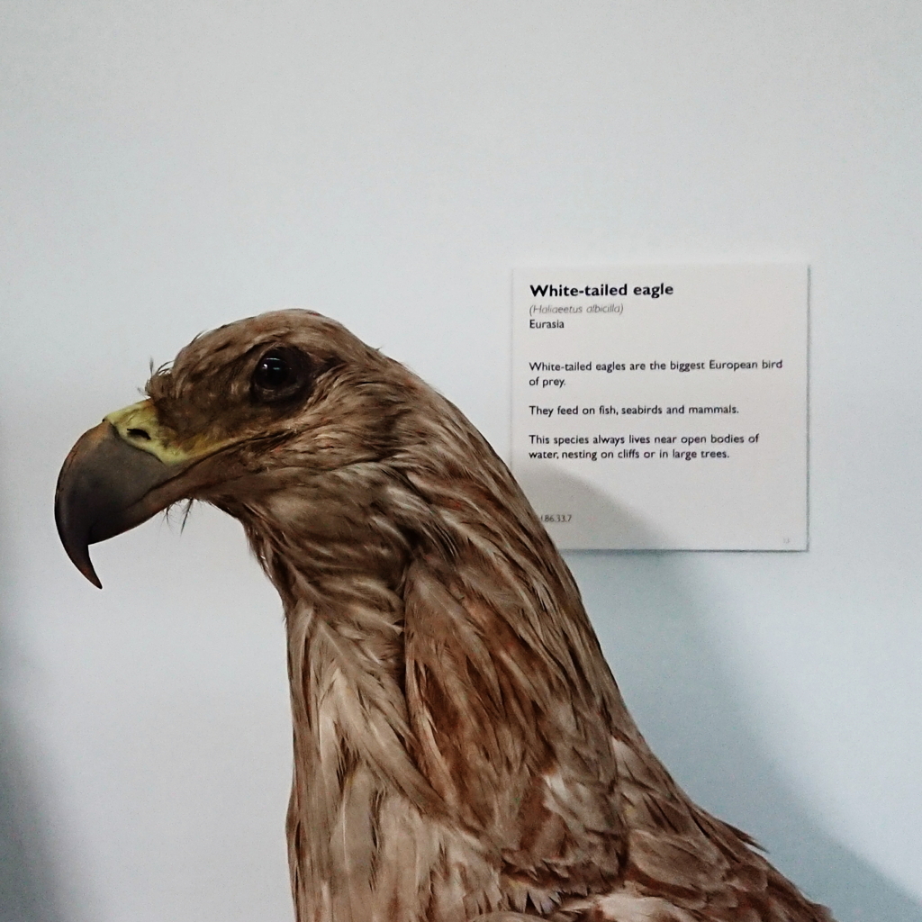 f:id:tomoeagle:20171026070146j:plain