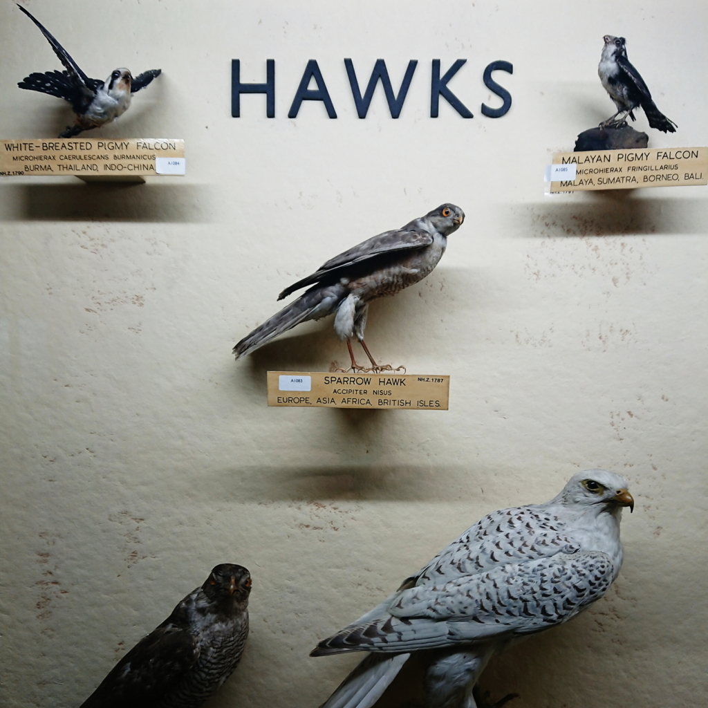 f:id:tomoeagle:20171026070721j:plain