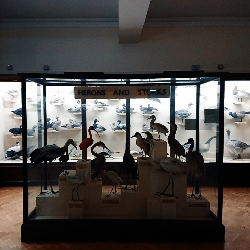 f:id:tomoeagle:20171026070747j:plain