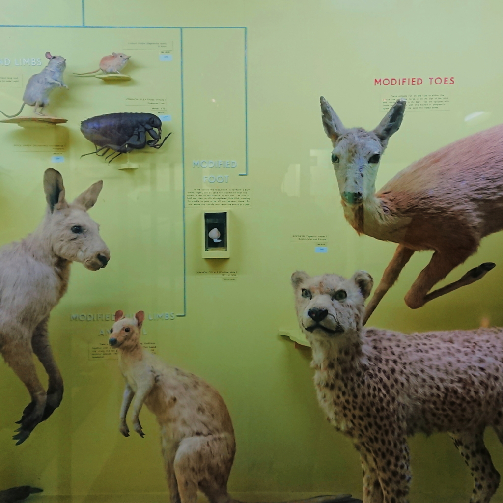 f:id:tomoeagle:20171026071440j:plain