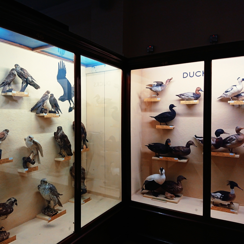 f:id:tomoeagle:20171026071551j:plain