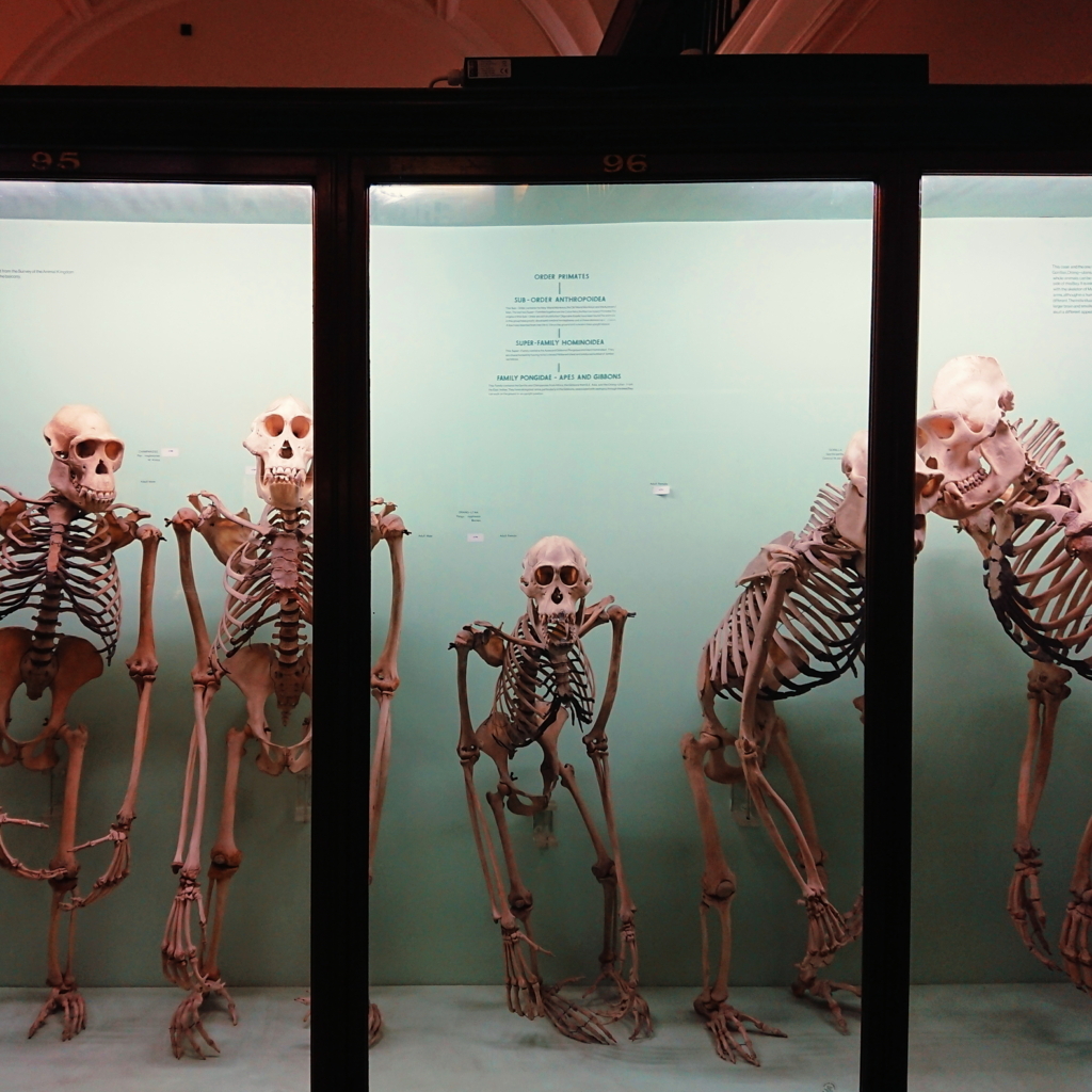 f:id:tomoeagle:20171026071843j:plain