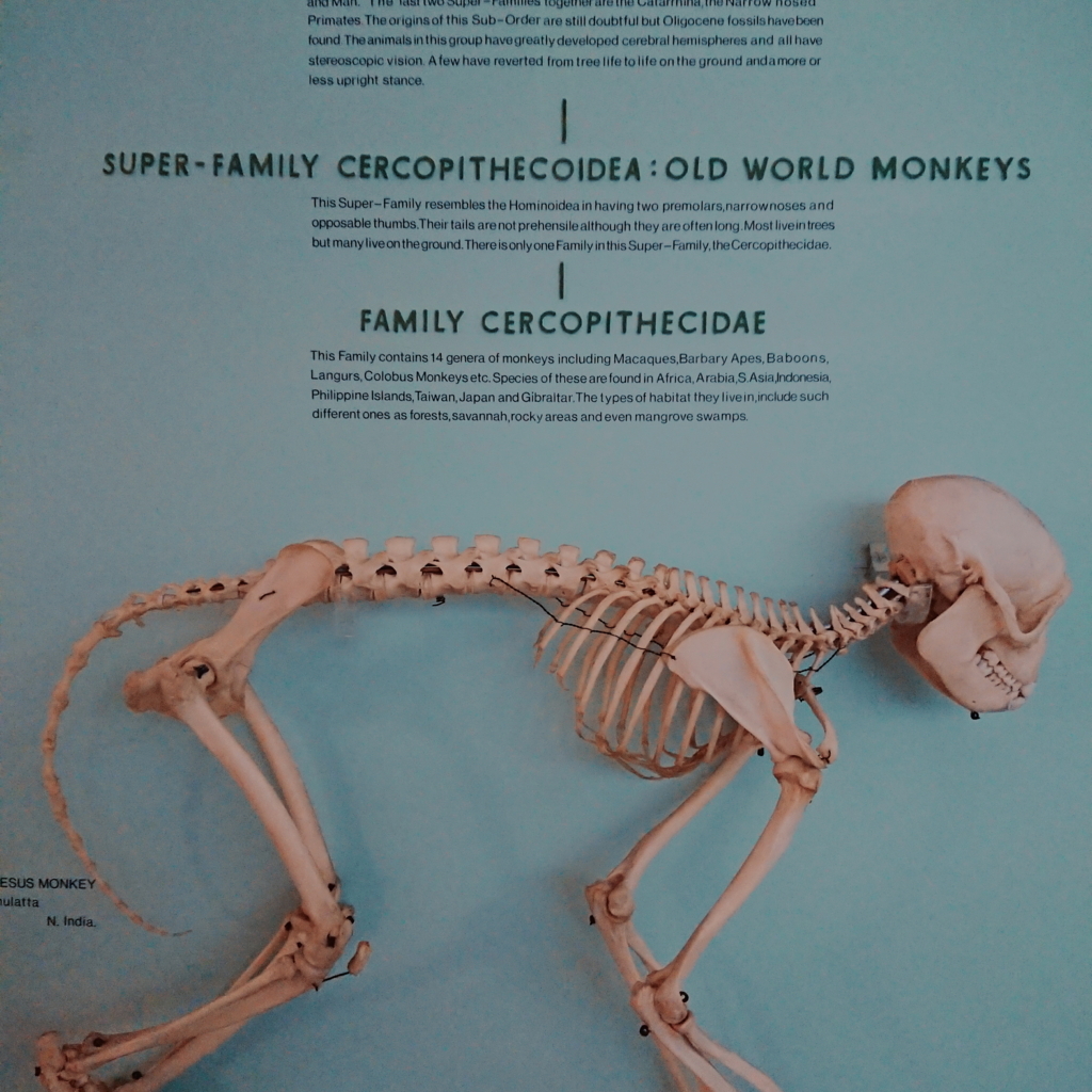 f:id:tomoeagle:20171026071919j:plain