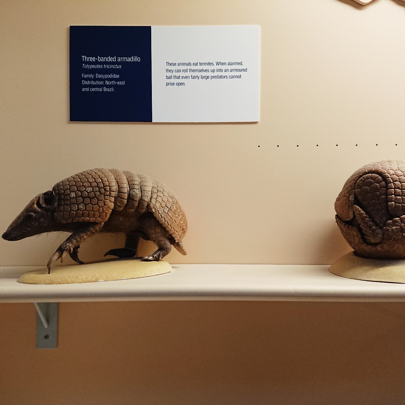 f:id:tomoeagle:20171207233828j:plain