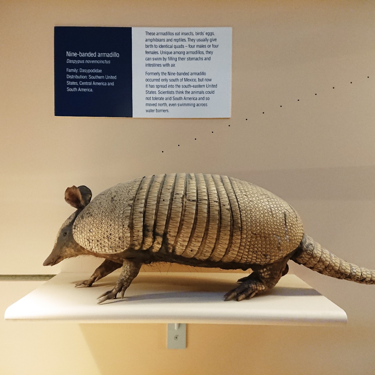 f:id:tomoeagle:20171207233835j:plain