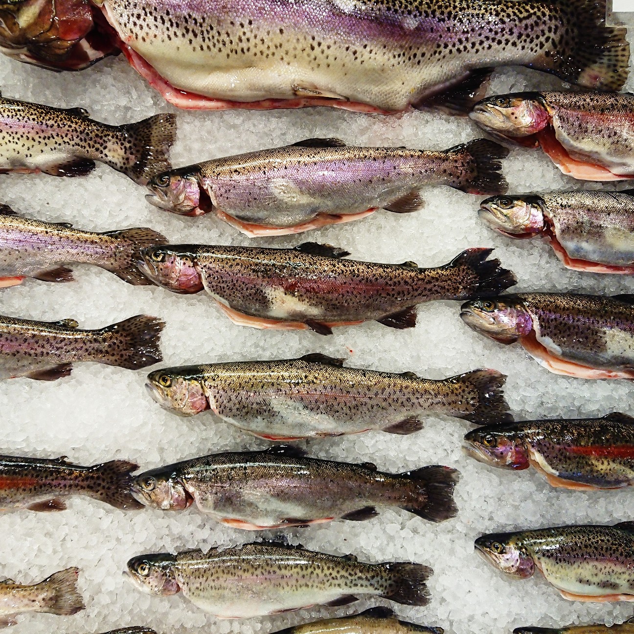 f:id:tomoeagle:20171226023533j:plain