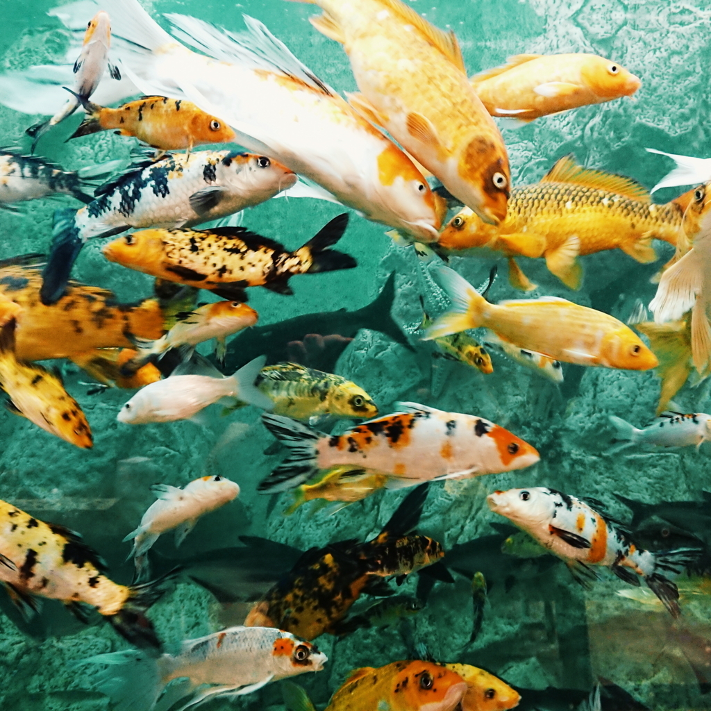 f:id:tomoeagle:20180124094902j:plain