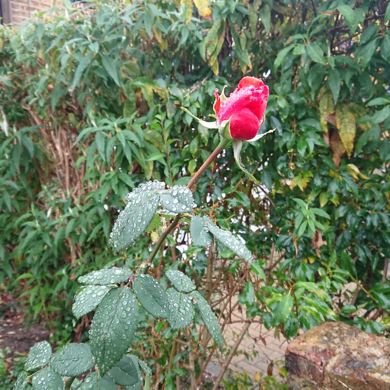 f:id:tomoeagle:20181016201534j:plain