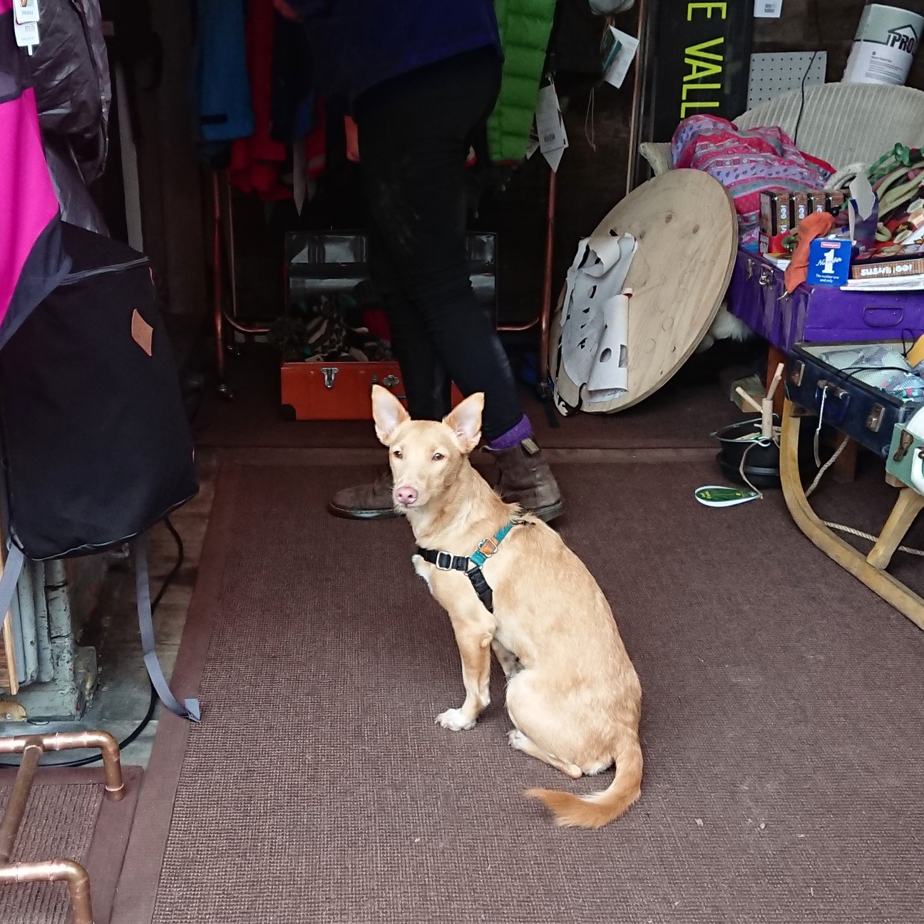 f:id:tomoeagle:20190211205800j:plain