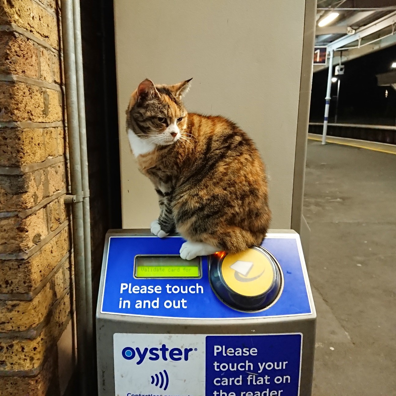 f:id:tomoeagle:20190311201058j:plain