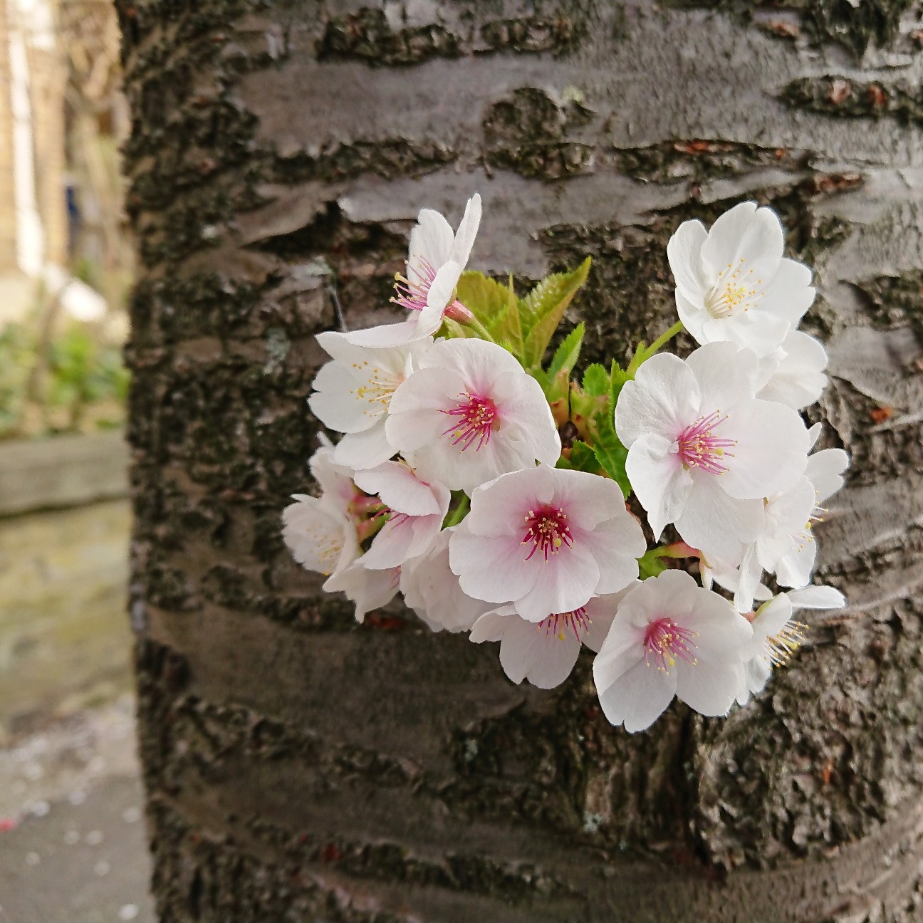 f:id:tomoeagle:20190402035242j:plain