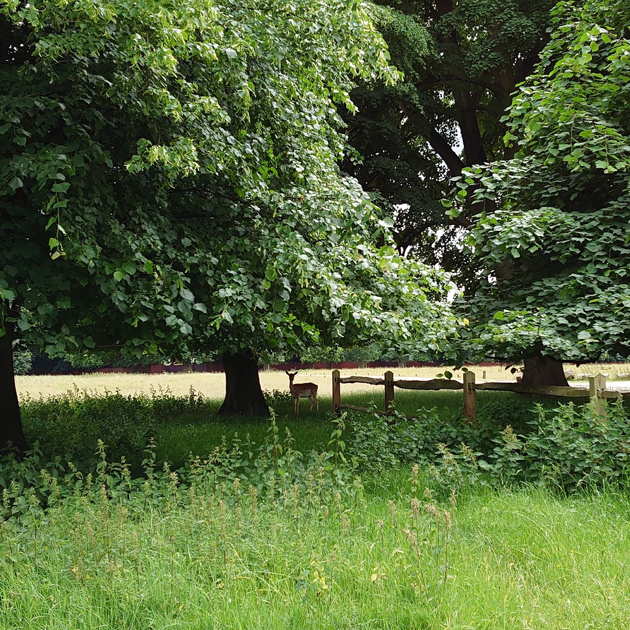 f:id:tomoeagle:20190612003811j:plain