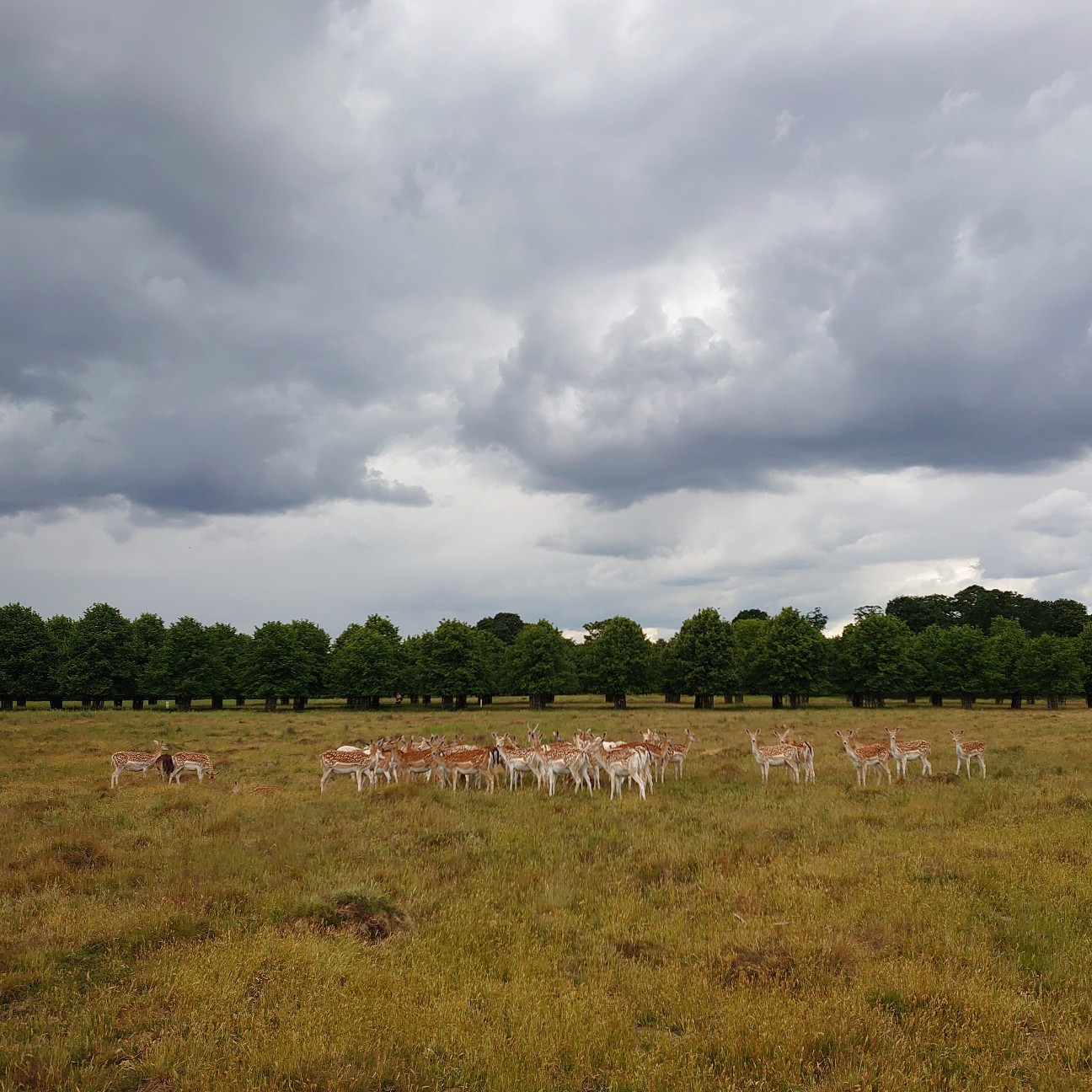 f:id:tomoeagle:20190612003825j:plain