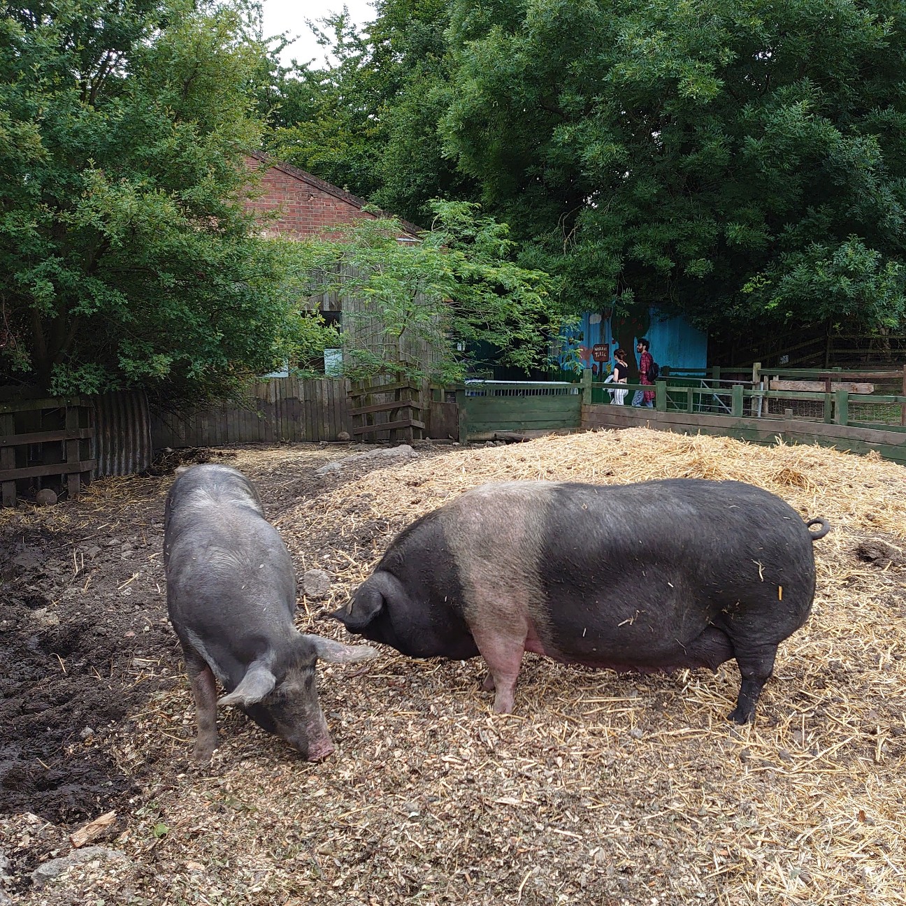 f:id:tomoeagle:20190709234515j:plain