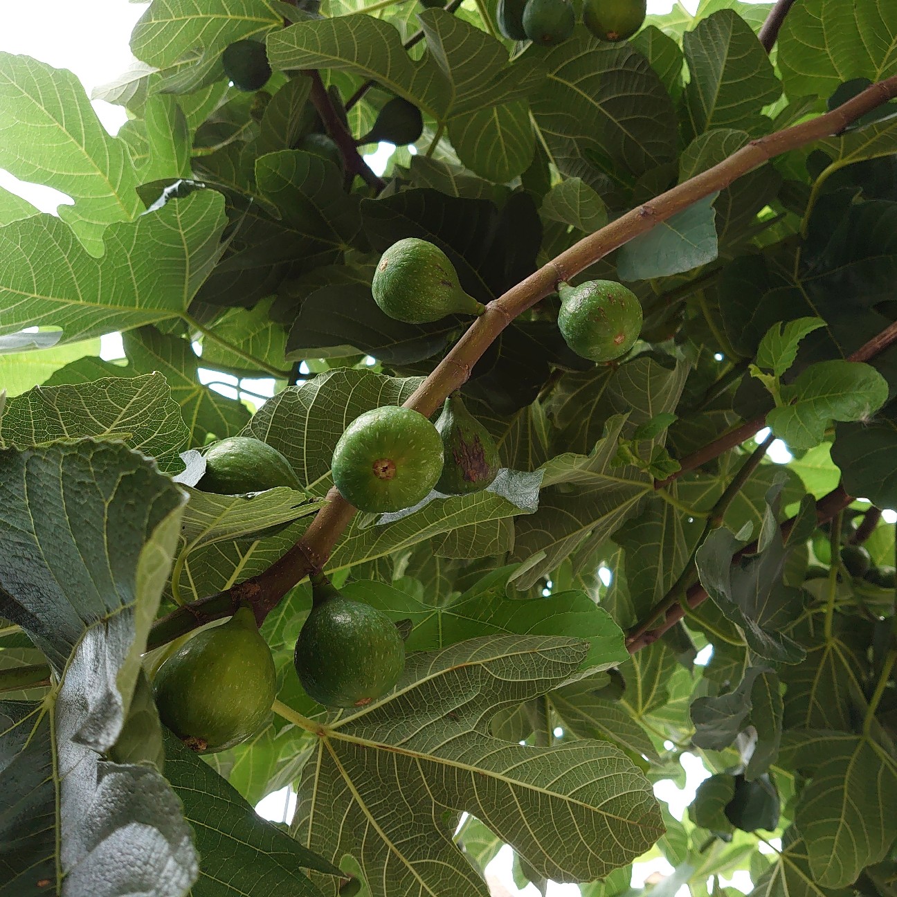 f:id:tomoeagle:20190729212546j:plain