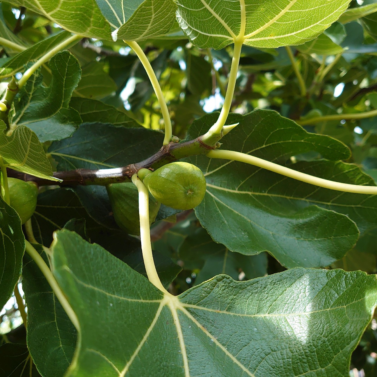 f:id:tomoeagle:20190902175144j:plain