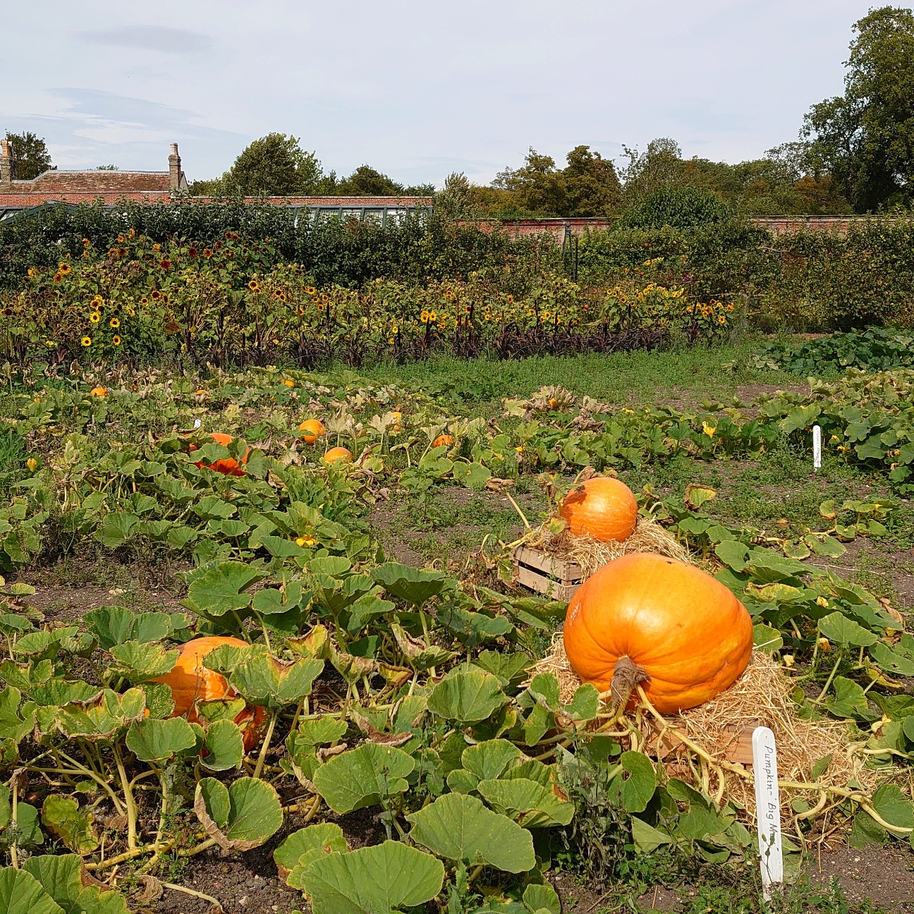 f:id:tomoeagle:20190902175216j:plain