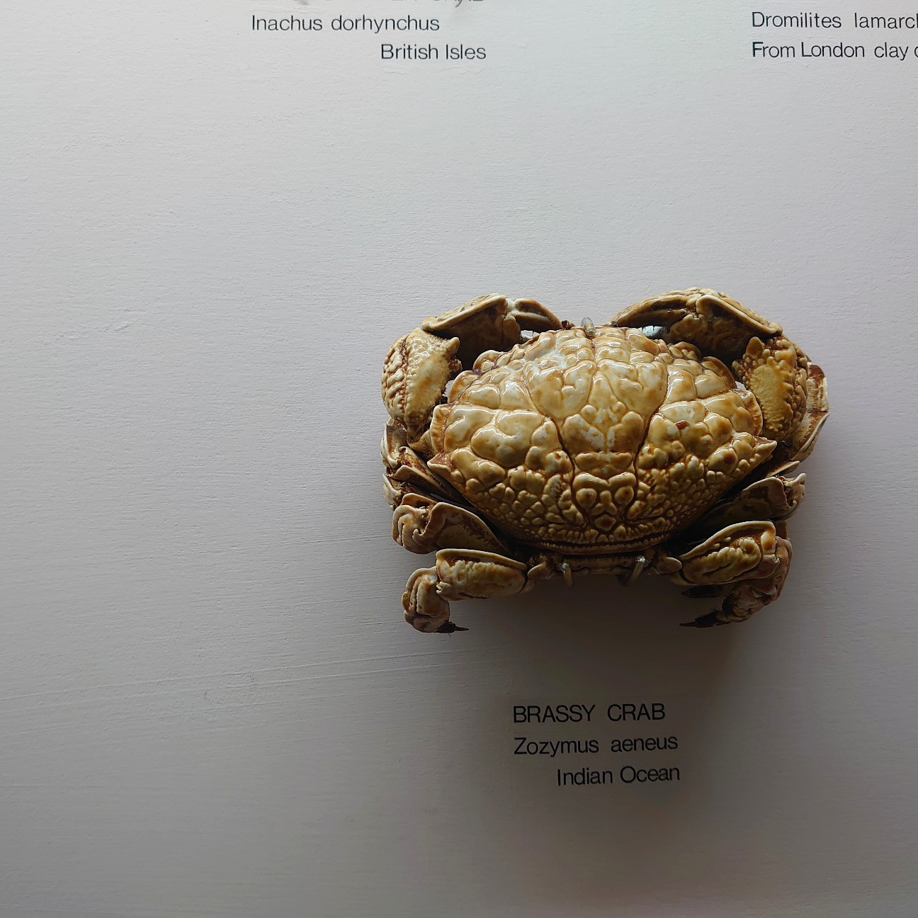 f:id:tomoeagle:20190930175312j:plain