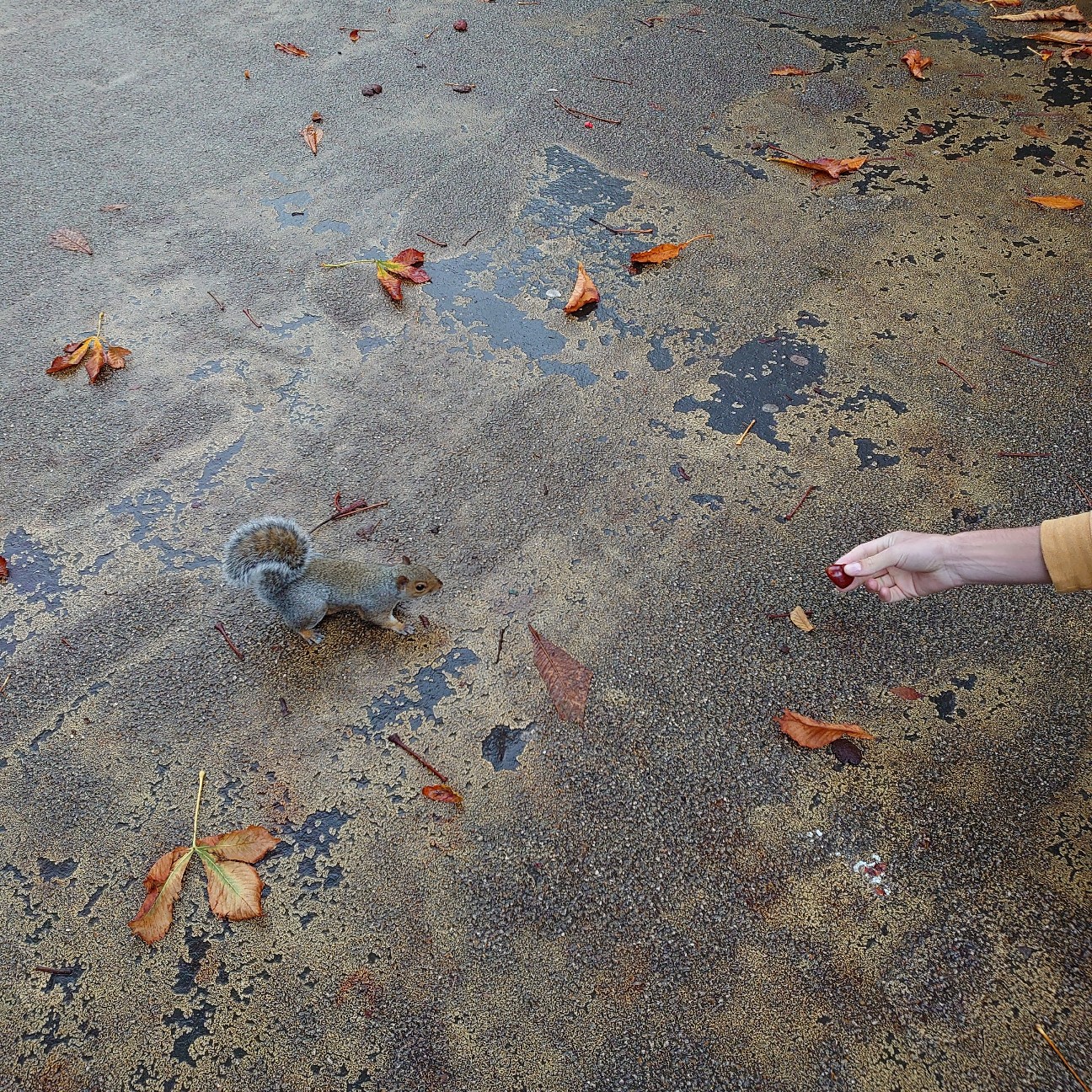 f:id:tomoeagle:20190930200336j:plain