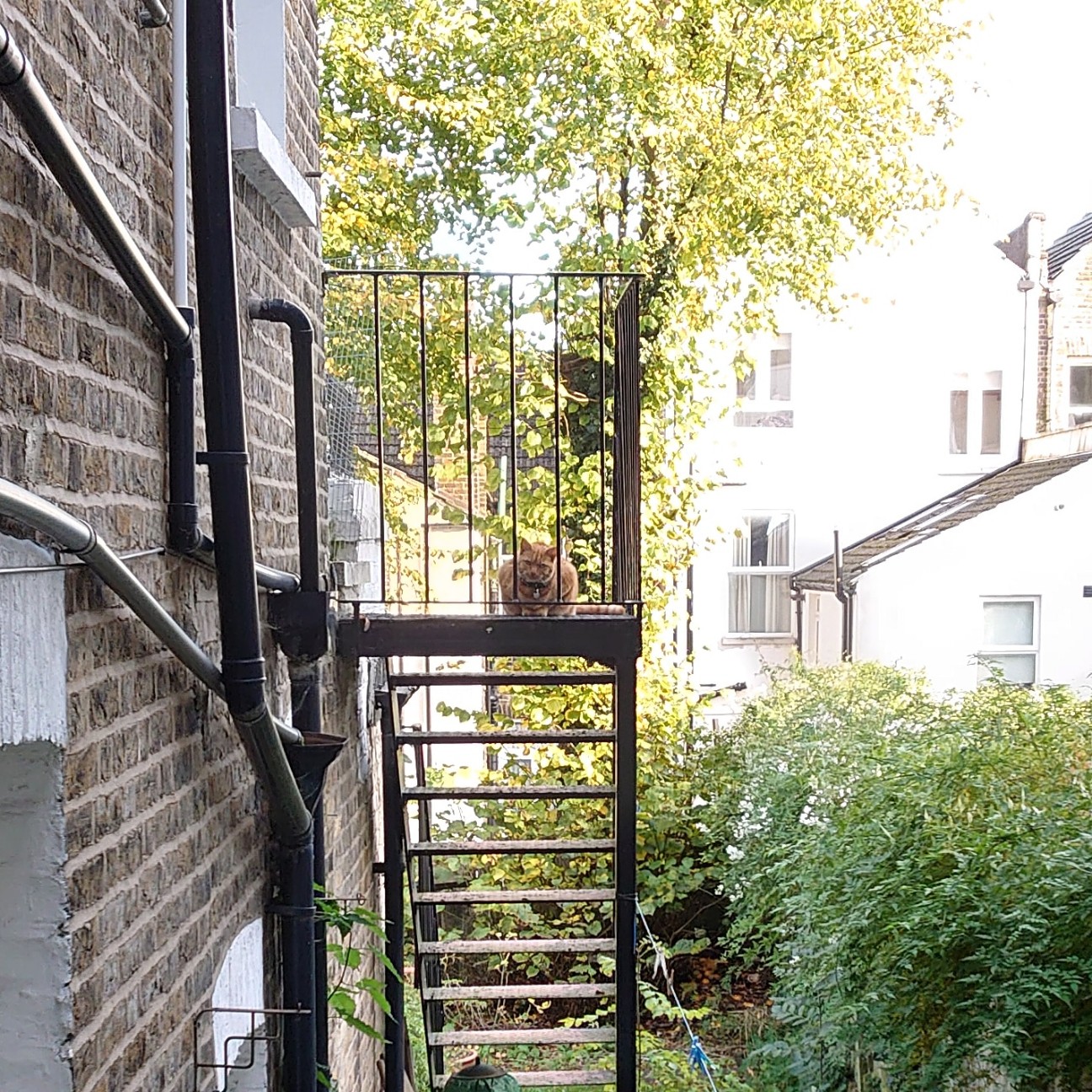 f:id:tomoeagle:20191028180005j:plain