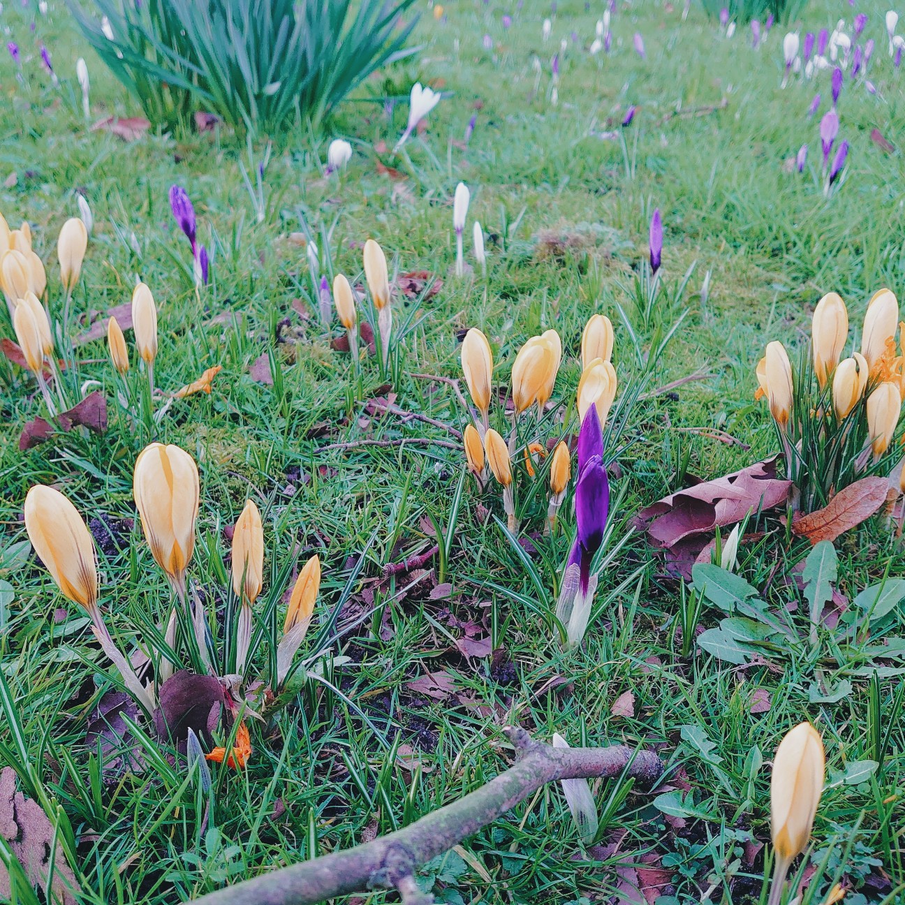 f:id:tomoeagle:20200210181343j:plain