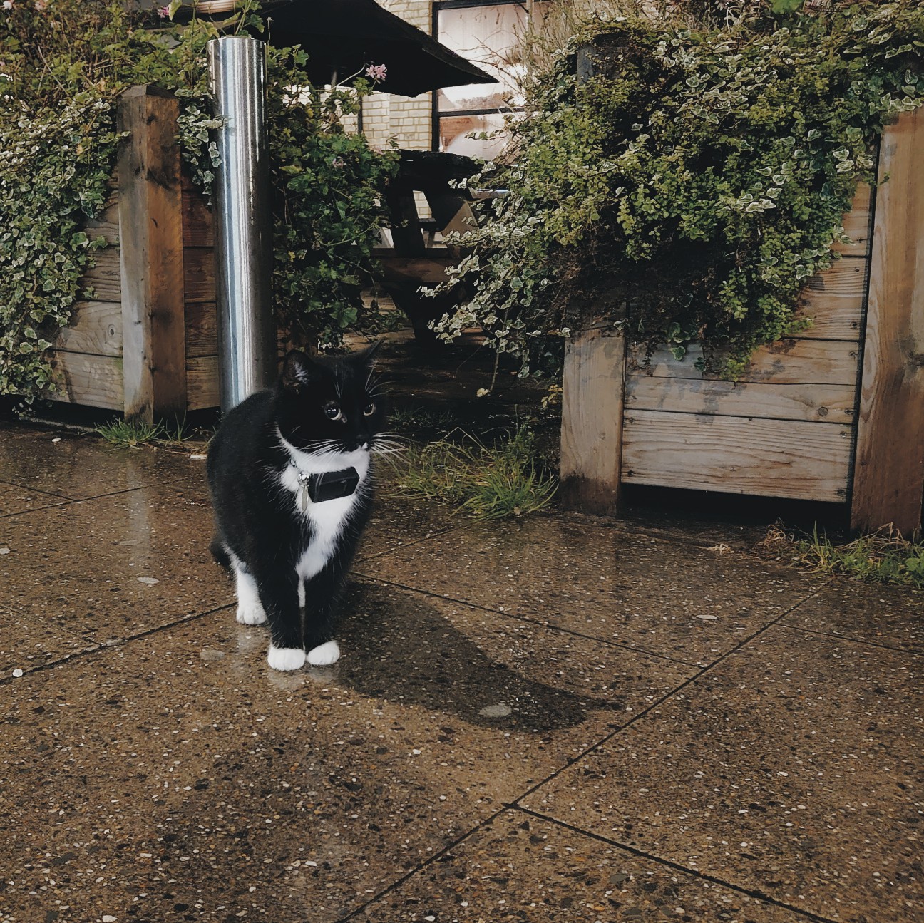 f:id:tomoeagle:20200217185108j:plain