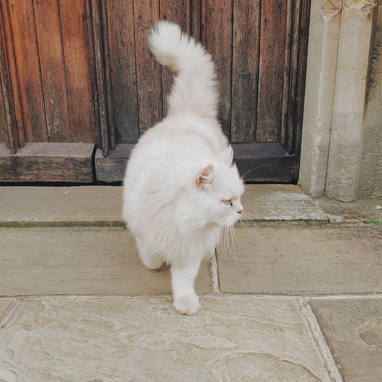 f:id:tomoeagle:20200309192558j:plain