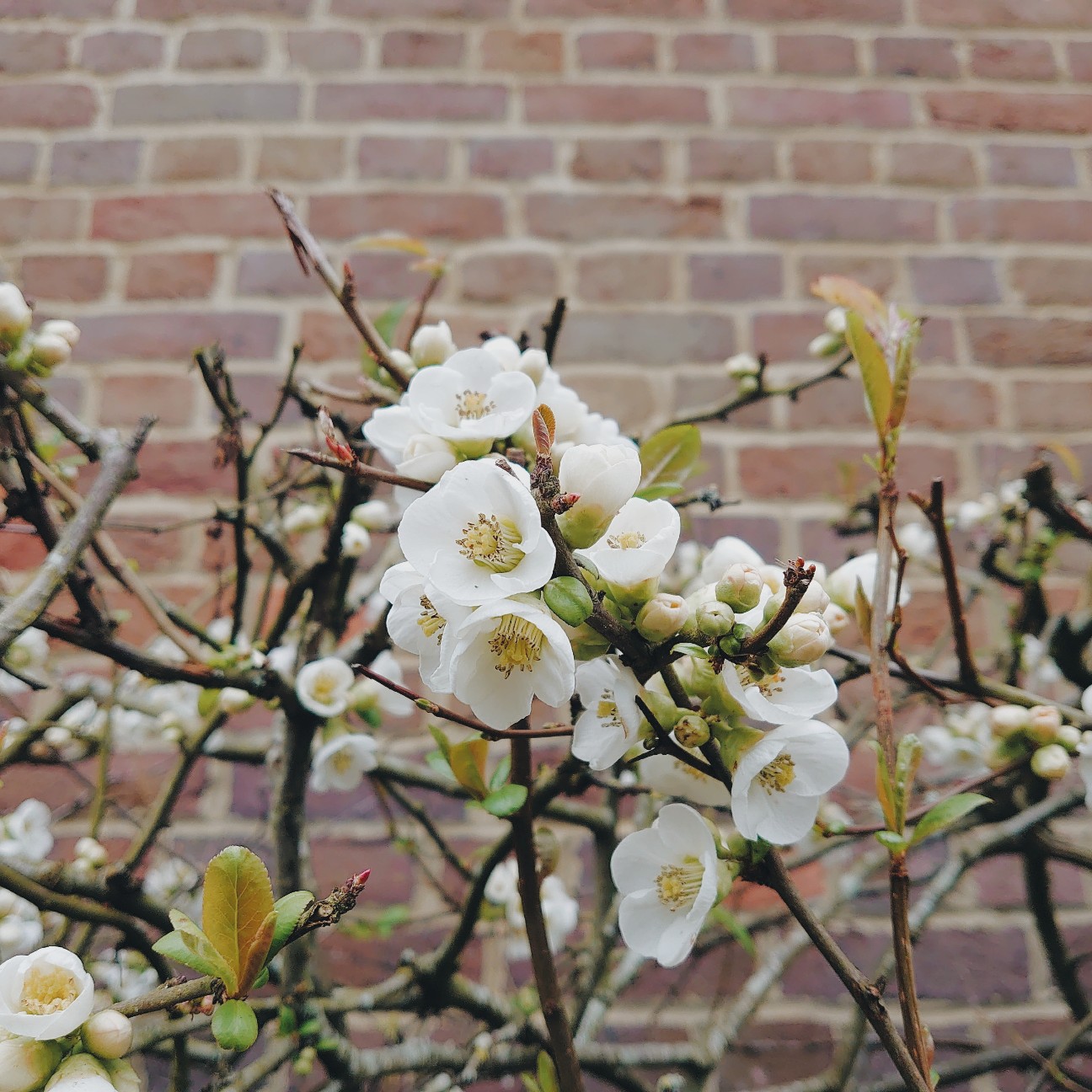 f:id:tomoeagle:20200309192616j:plain