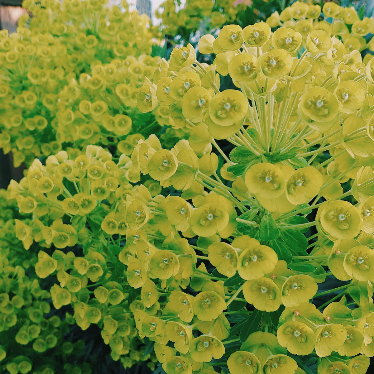 f:id:tomoeagle:20200328055903j:plain