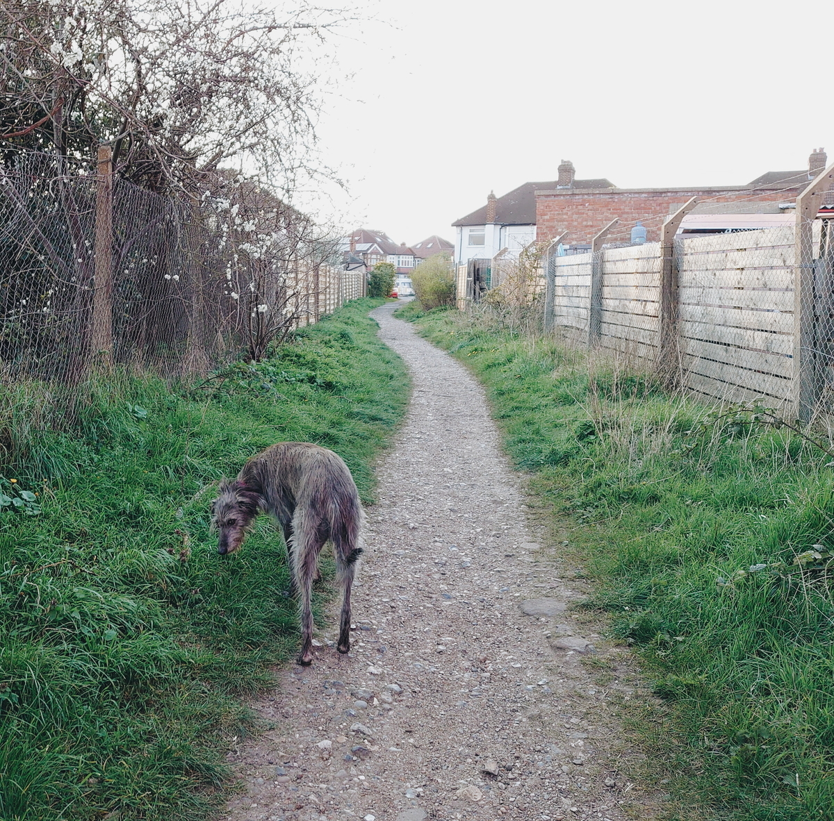 f:id:tomoeagle:20200328055930j:plain