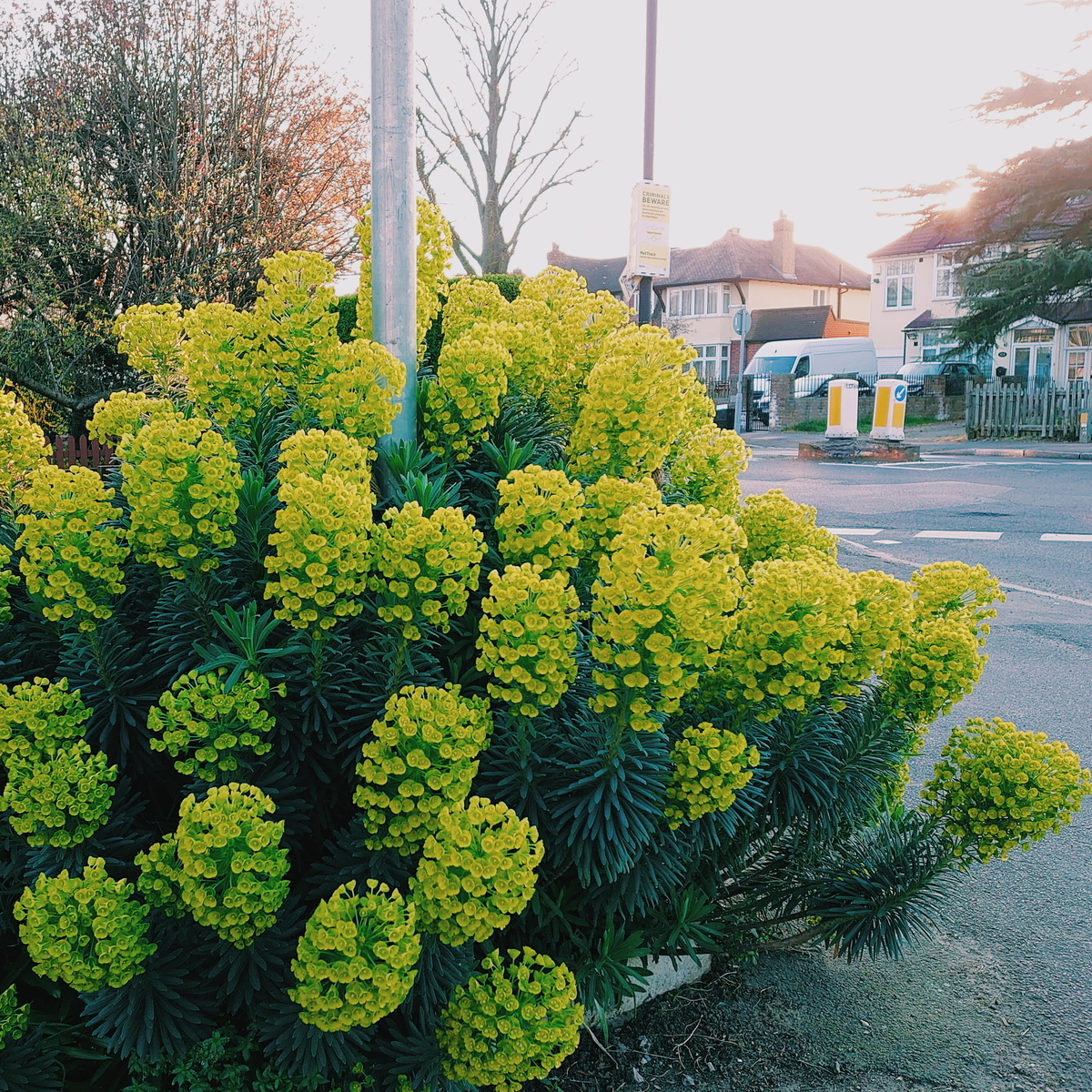 f:id:tomoeagle:20200328055947j:plain