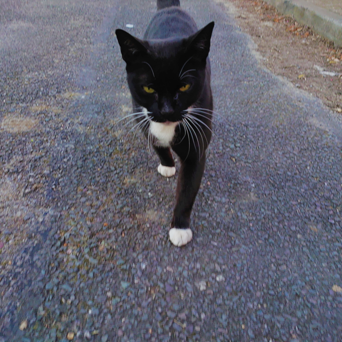 f:id:tomoeagle:20200328060332j:plain