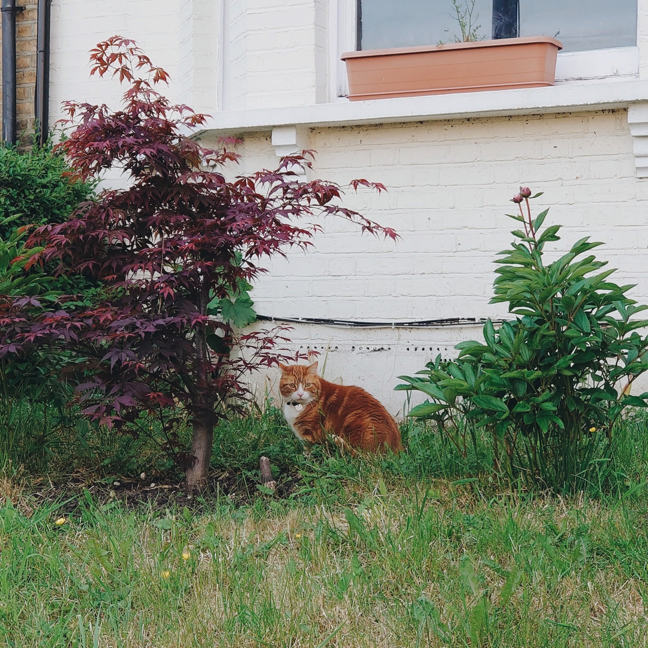 f:id:tomoeagle:20200508041219j:plain