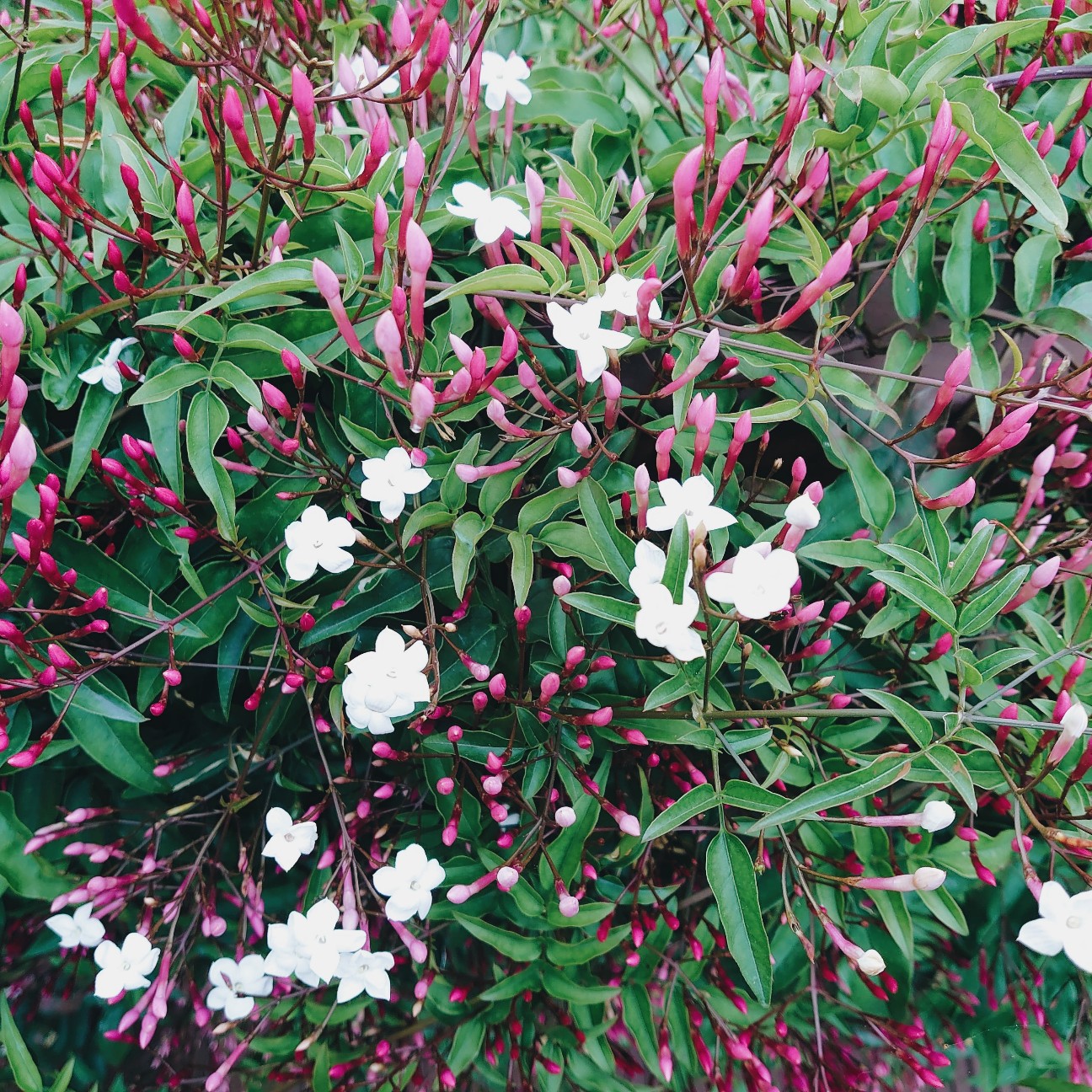 f:id:tomoeagle:20200508042744j:plain