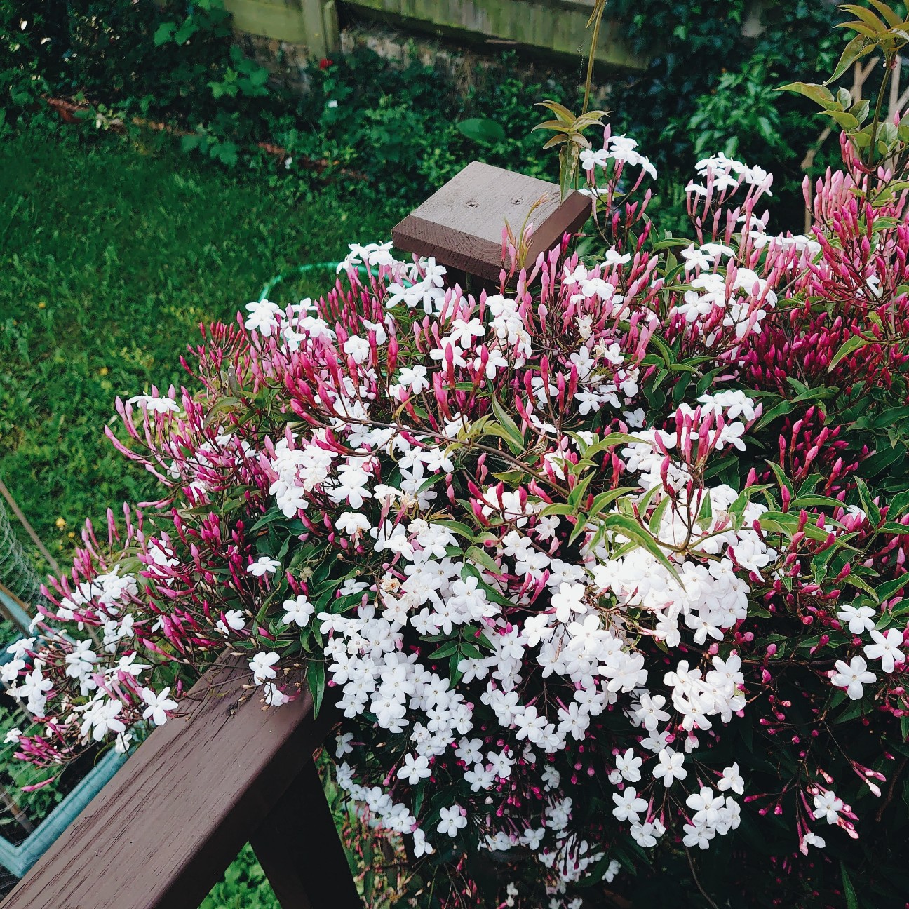 f:id:tomoeagle:20200510024748j:plain