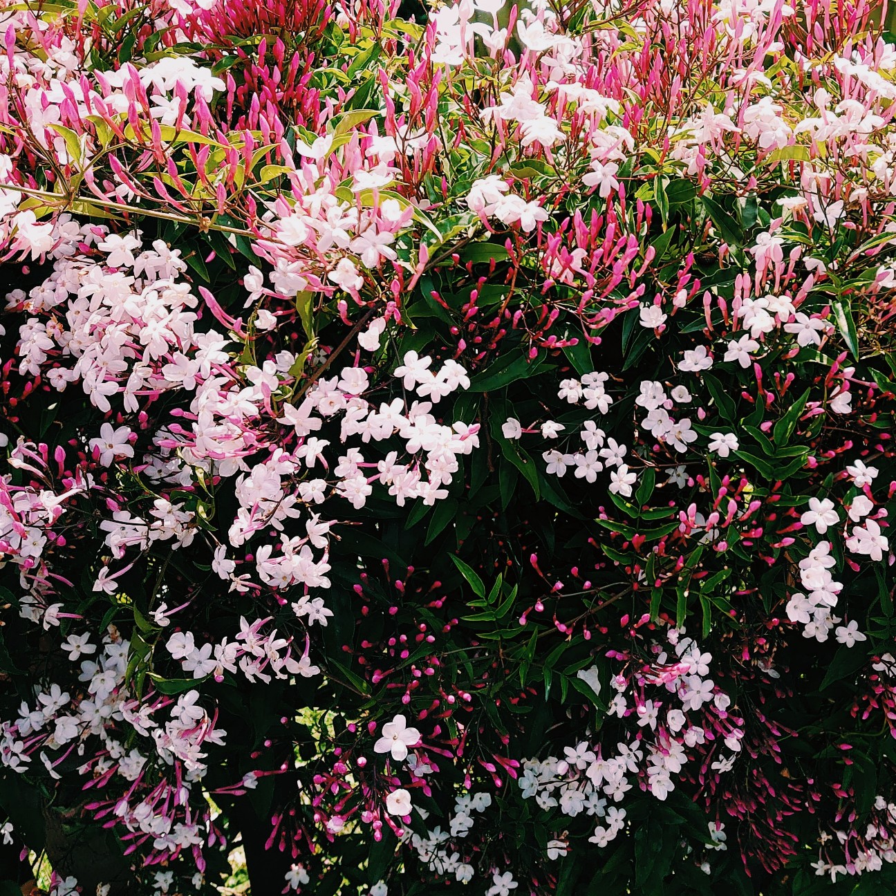 f:id:tomoeagle:20200516052107j:plain