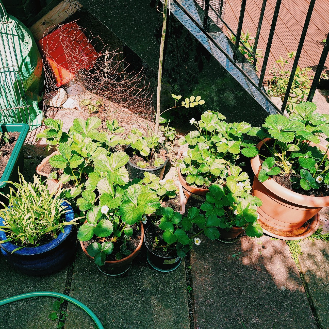 f:id:tomoeagle:20200516052207j:plain