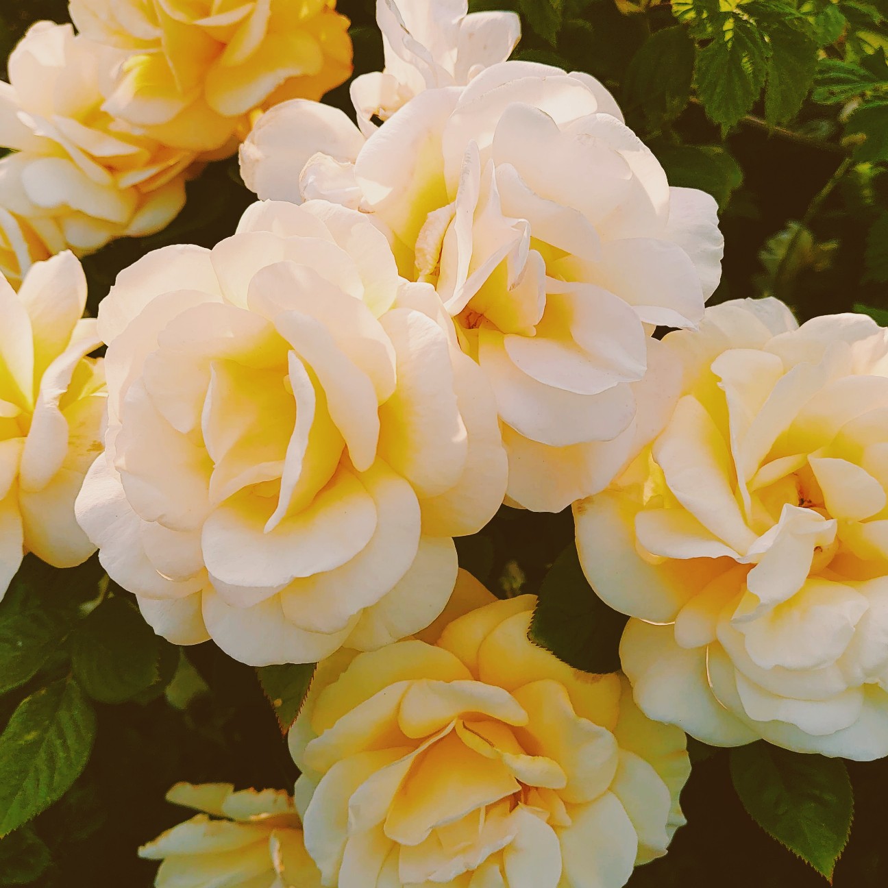 f:id:tomoeagle:20200520020109j:plain