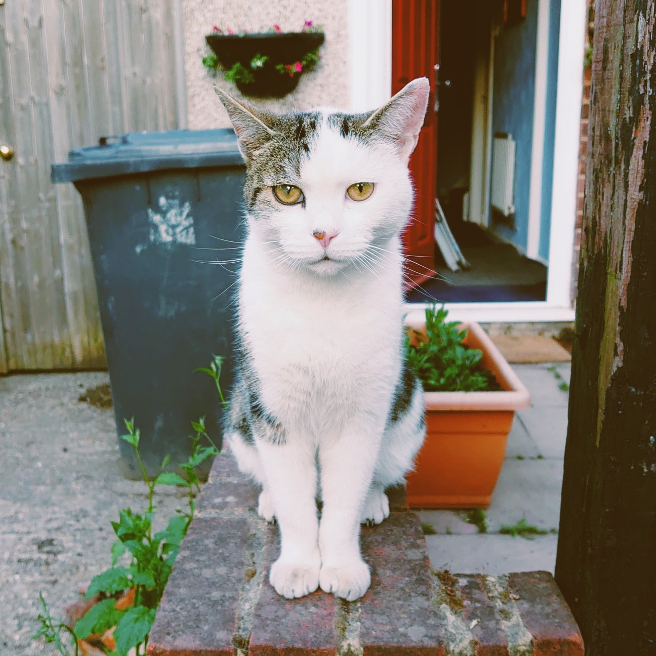 f:id:tomoeagle:20200520052030j:plain