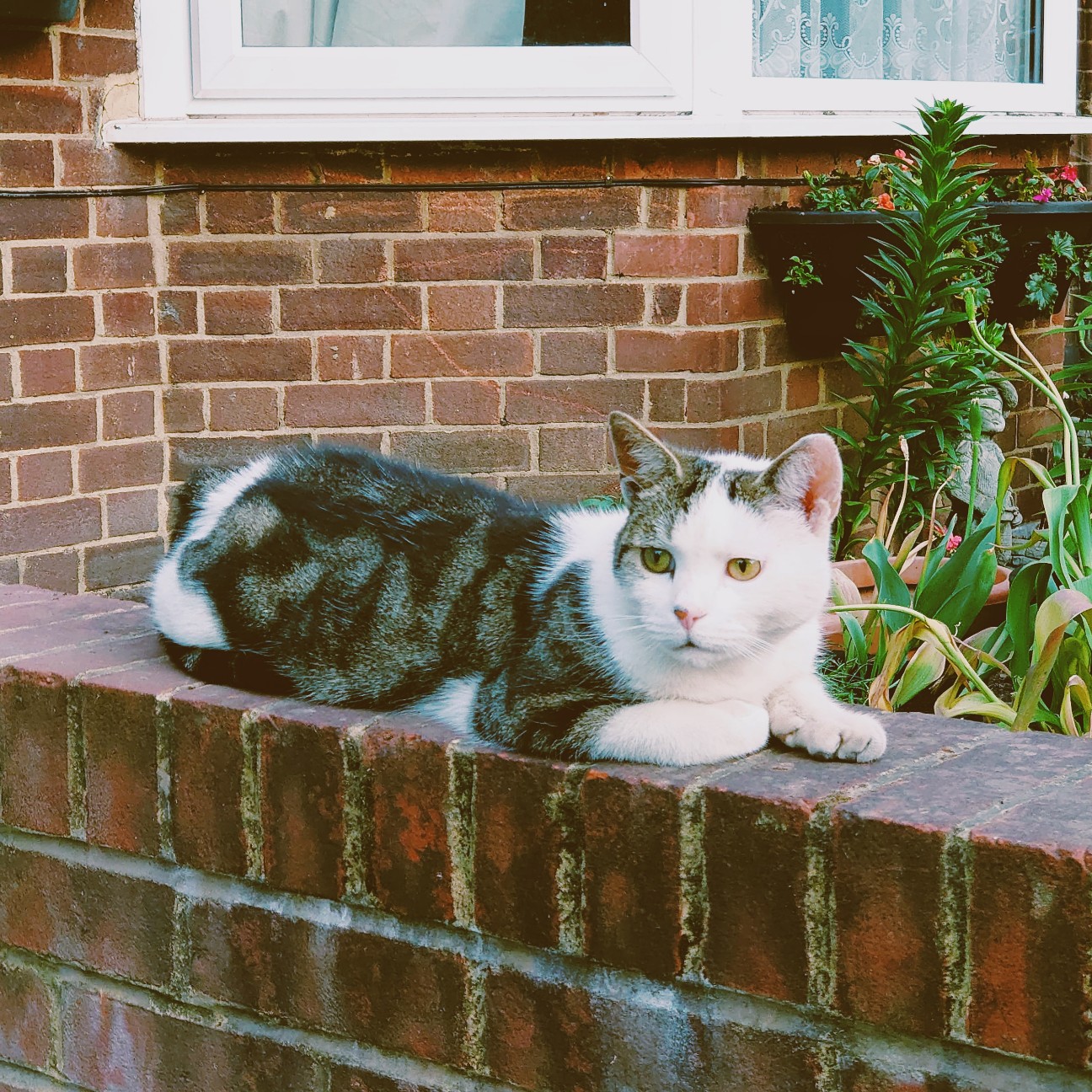 f:id:tomoeagle:20200520052519j:plain