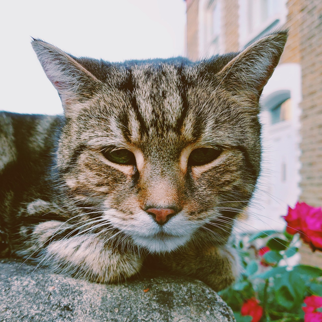 f:id:tomoeagle:20200520052531j:plain