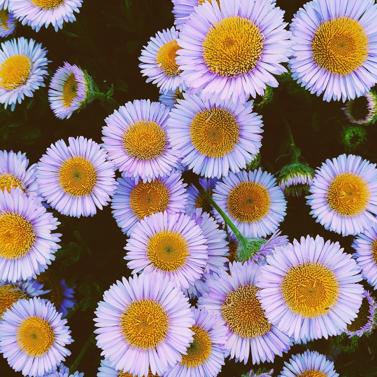 f:id:tomoeagle:20200520052713j:plain