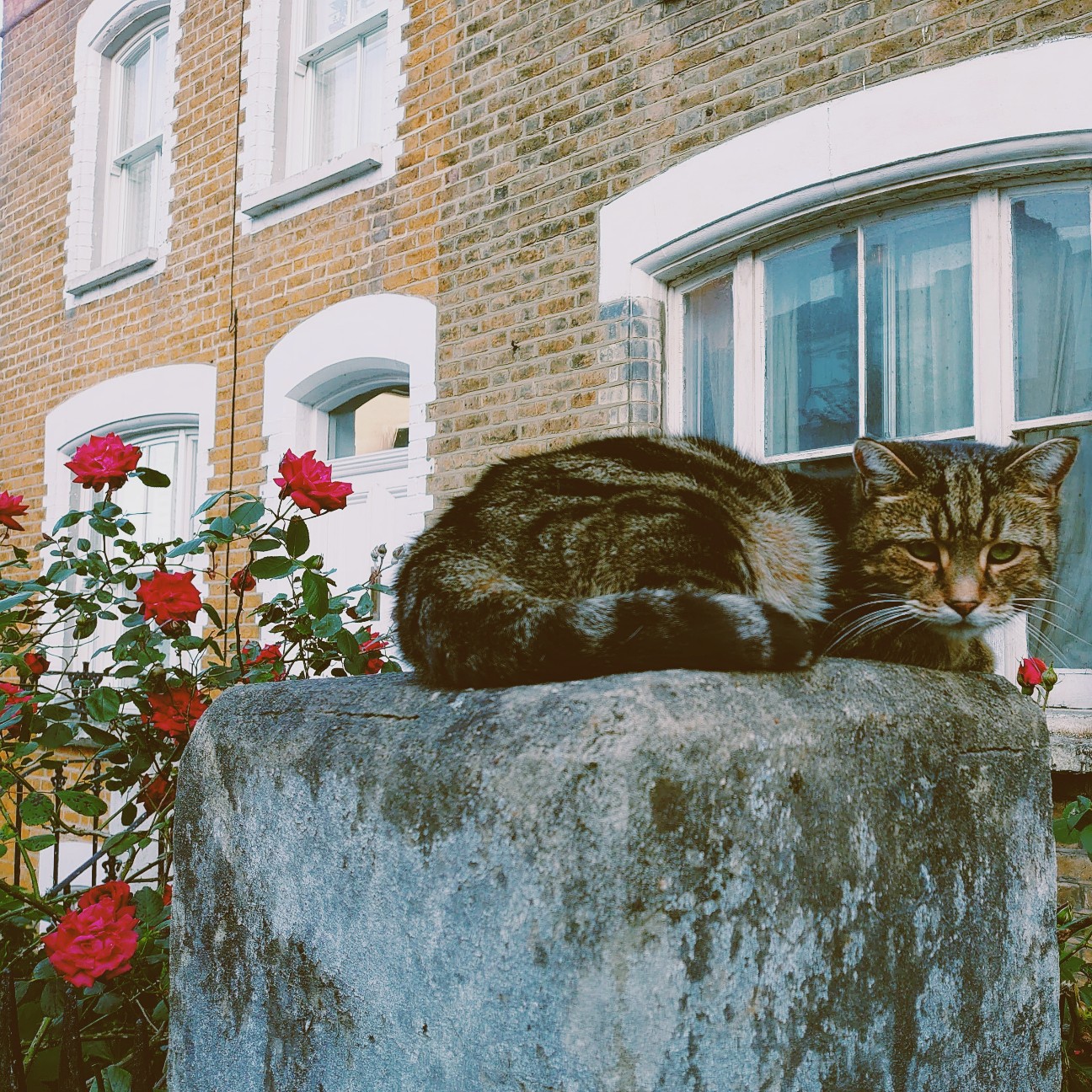 f:id:tomoeagle:20200520052816j:plain