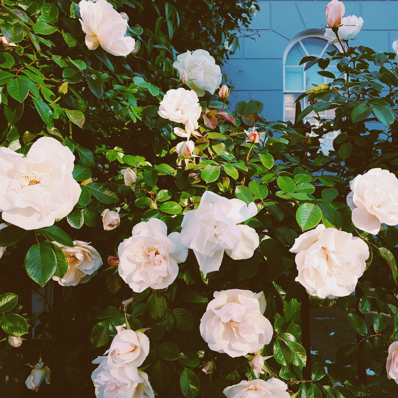 f:id:tomoeagle:20200520052836j:plain