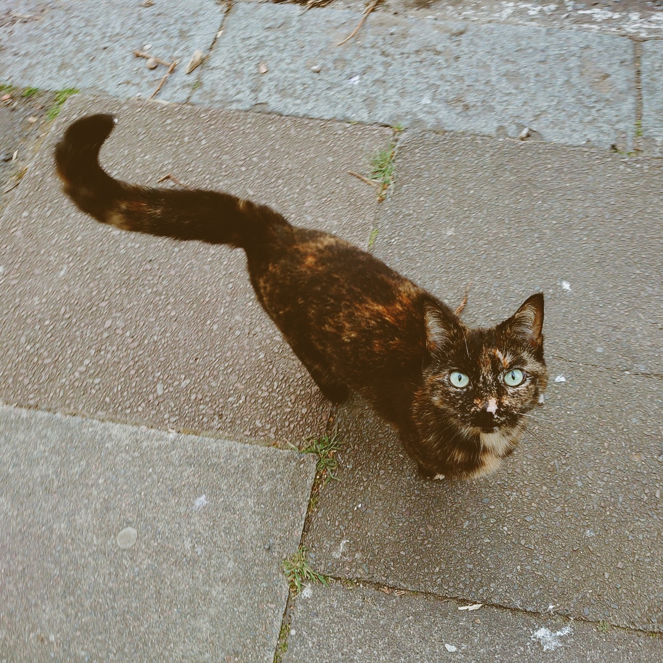 f:id:tomoeagle:20200520053220j:plain