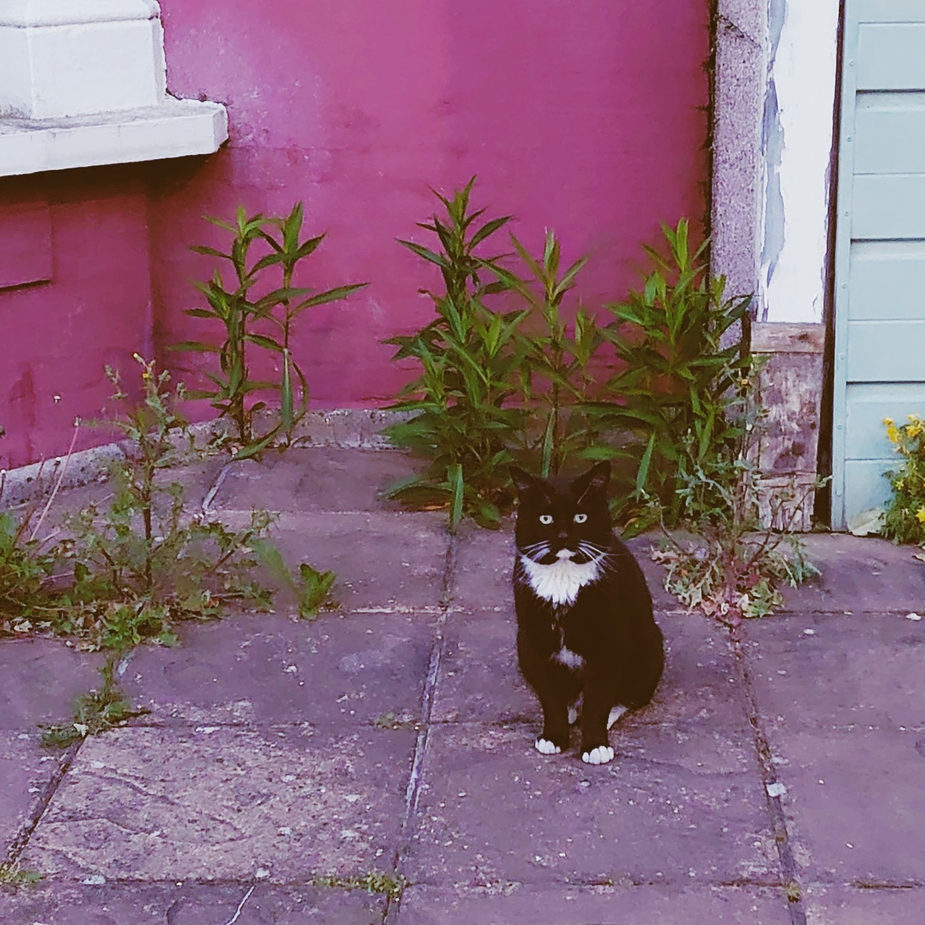 f:id:tomoeagle:20200520053521j:plain